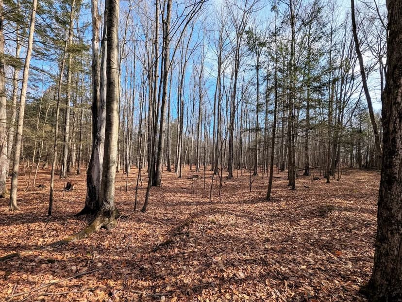 5 acre Wooded Lot in Rathbone NY South Road
