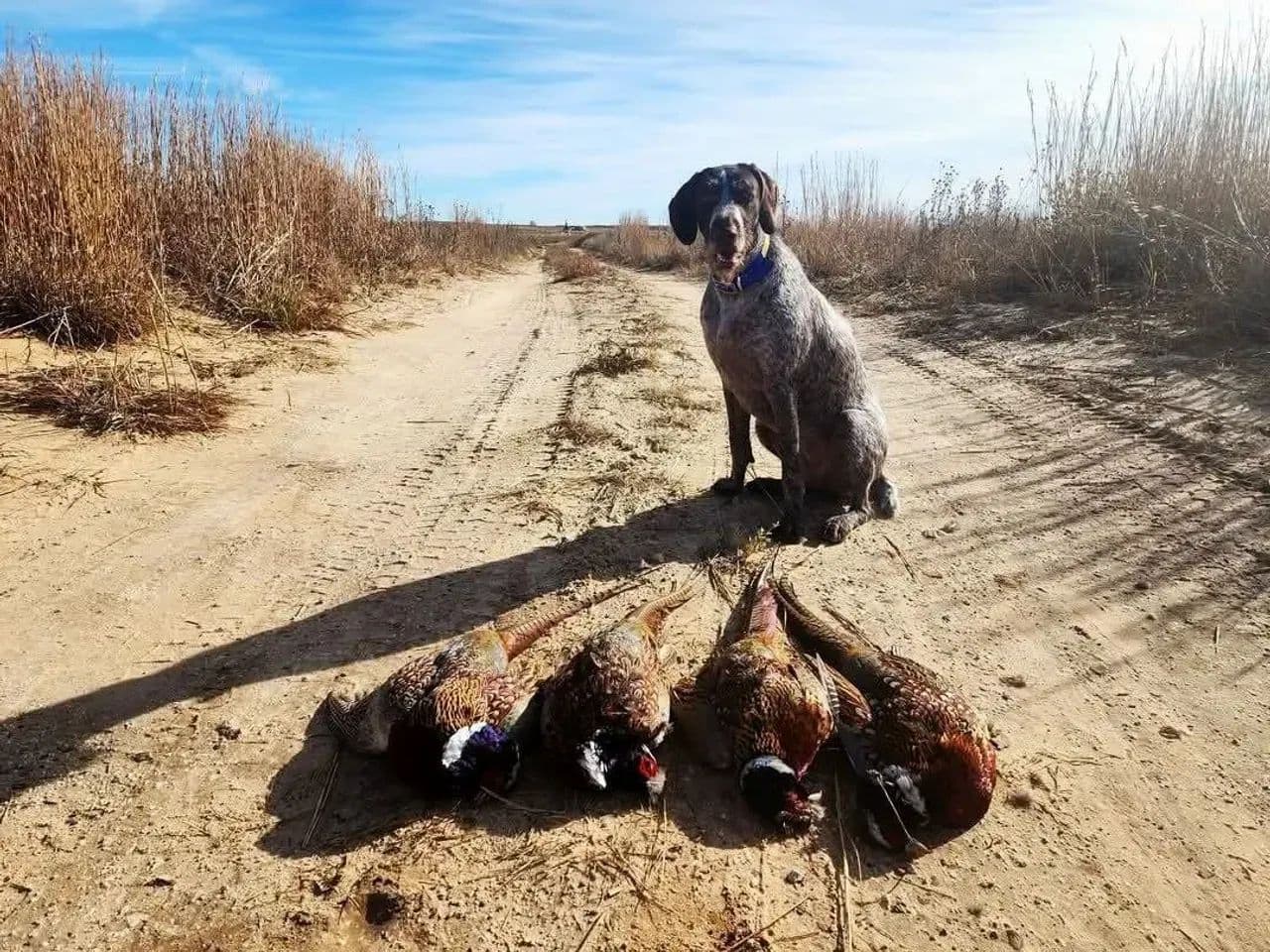 Stevens County, KS 78 - CRP Investment Property with Excellent Hunting Opportunities - Hugoton, Kansas, 67954
