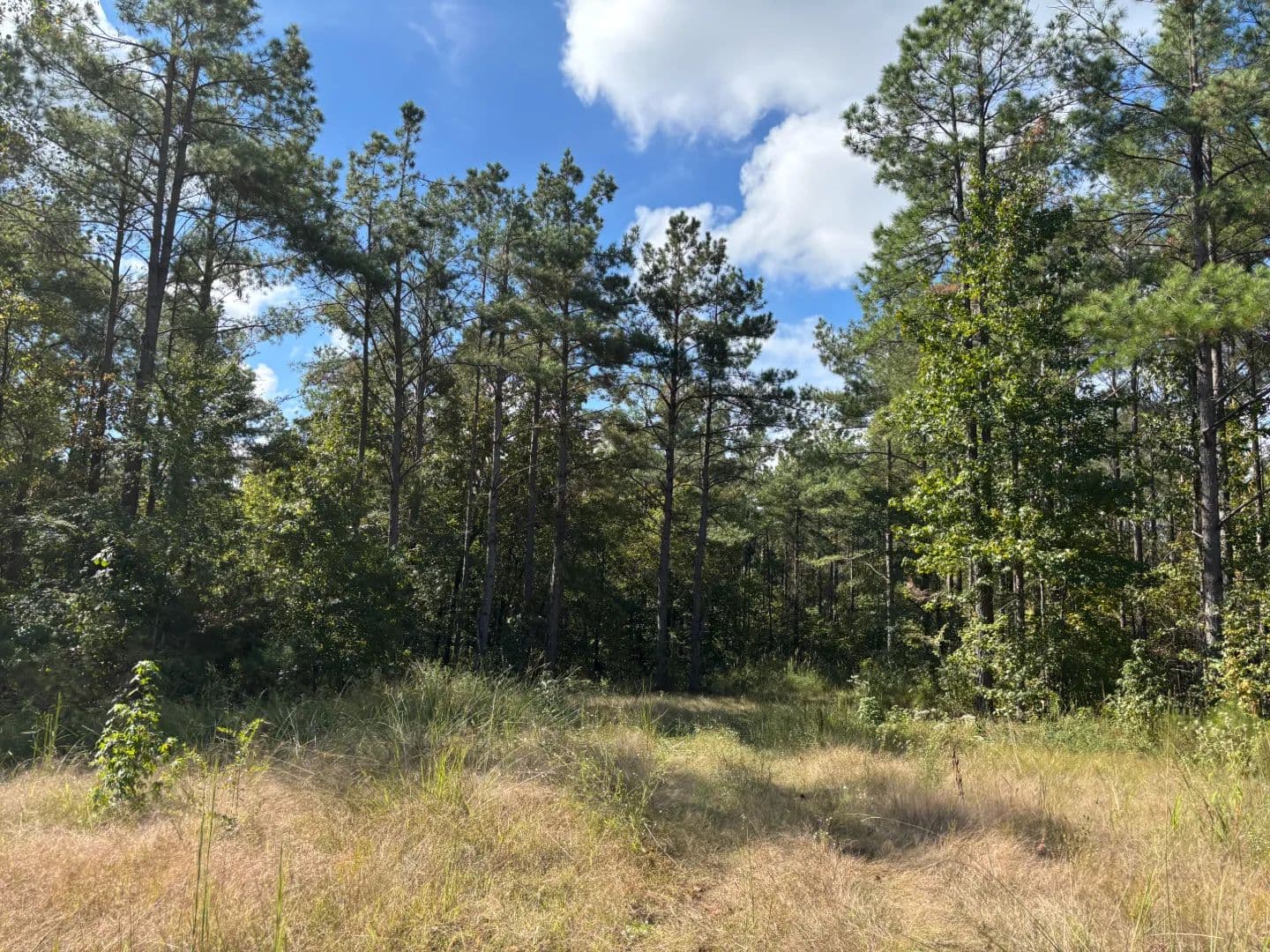 198 Acres in Lafayette County, MS  - Oxford, Mississippi, 38655