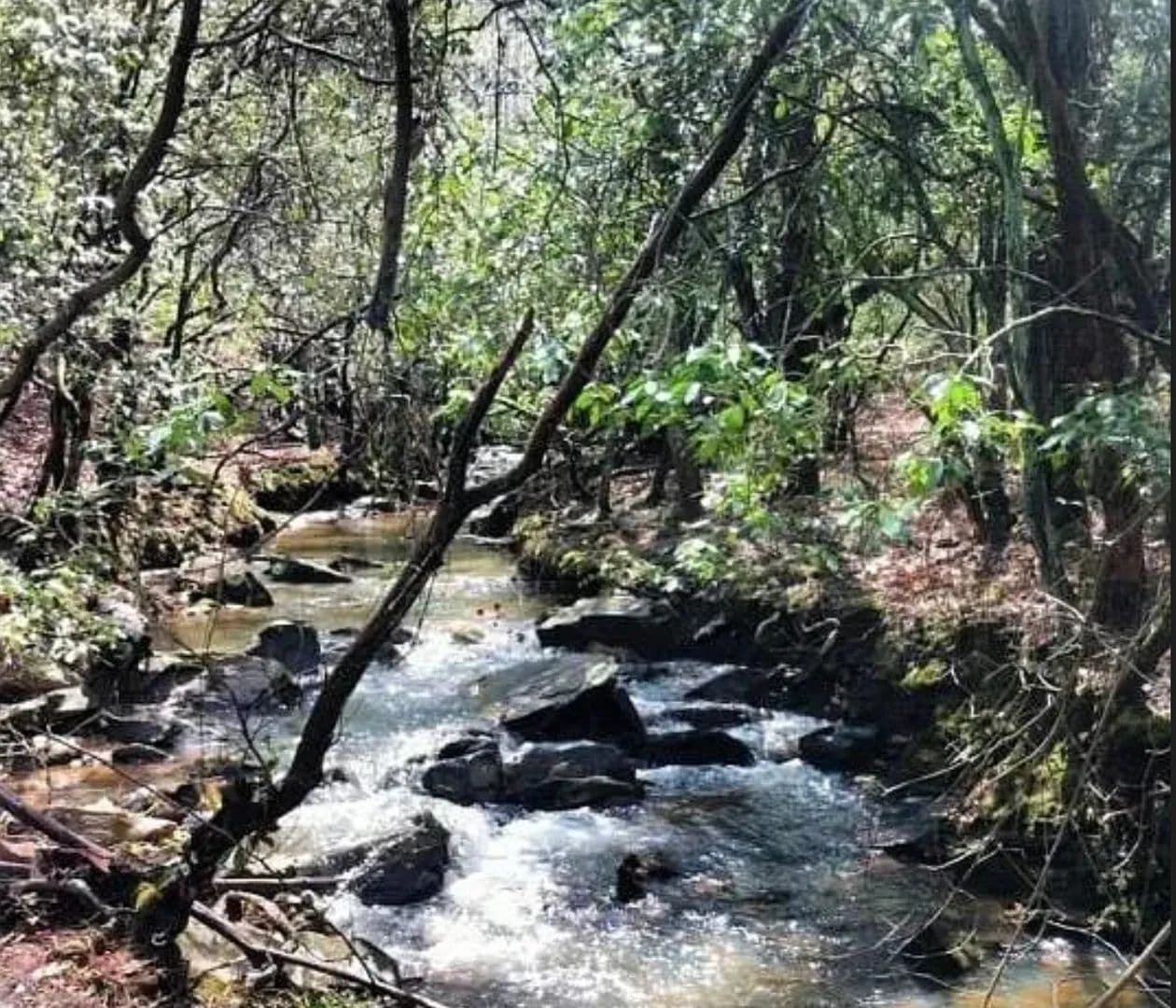 40+/- ac - Eclectic, AL - Eclectic, Alabama, 36024