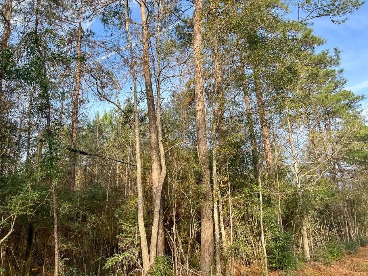 91 Acres | T-6B | Tall Cotton Rd. | 00043 - Saratoga, Texas, 77585