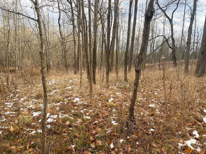 16 acres Hunting Land and Building Lot bordering English Hill State Forest in Granger NY County Road 15