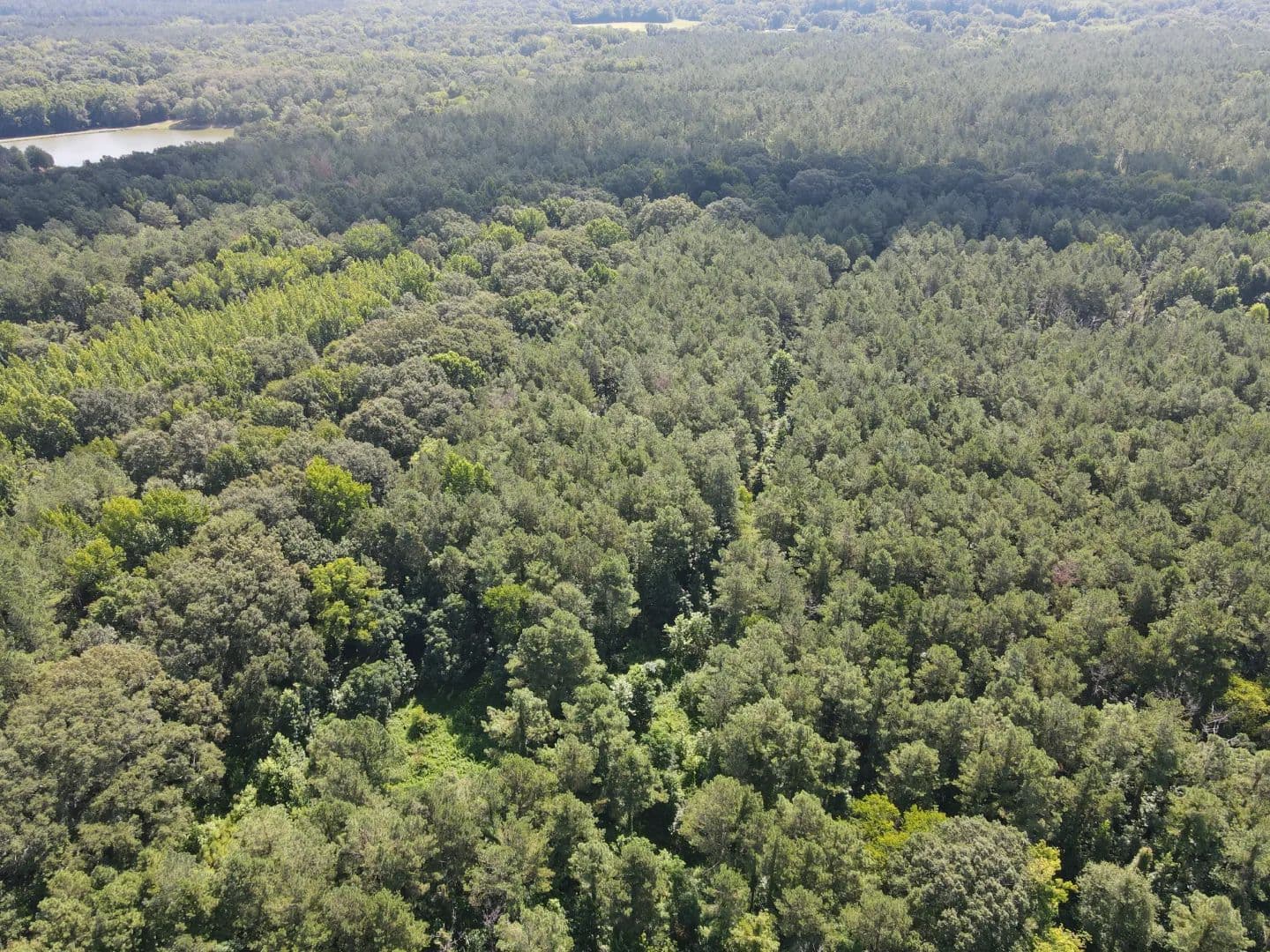 225 Acres in Yazoo County, MS  - Vaughan, Mississippi, 39179