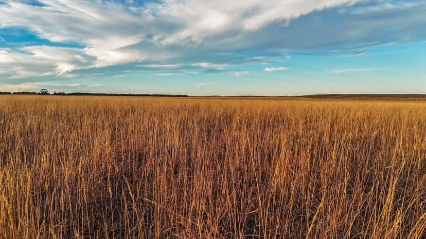 Dirks Irrigated/Dryland/Pasture Land Auction (Tract #6)