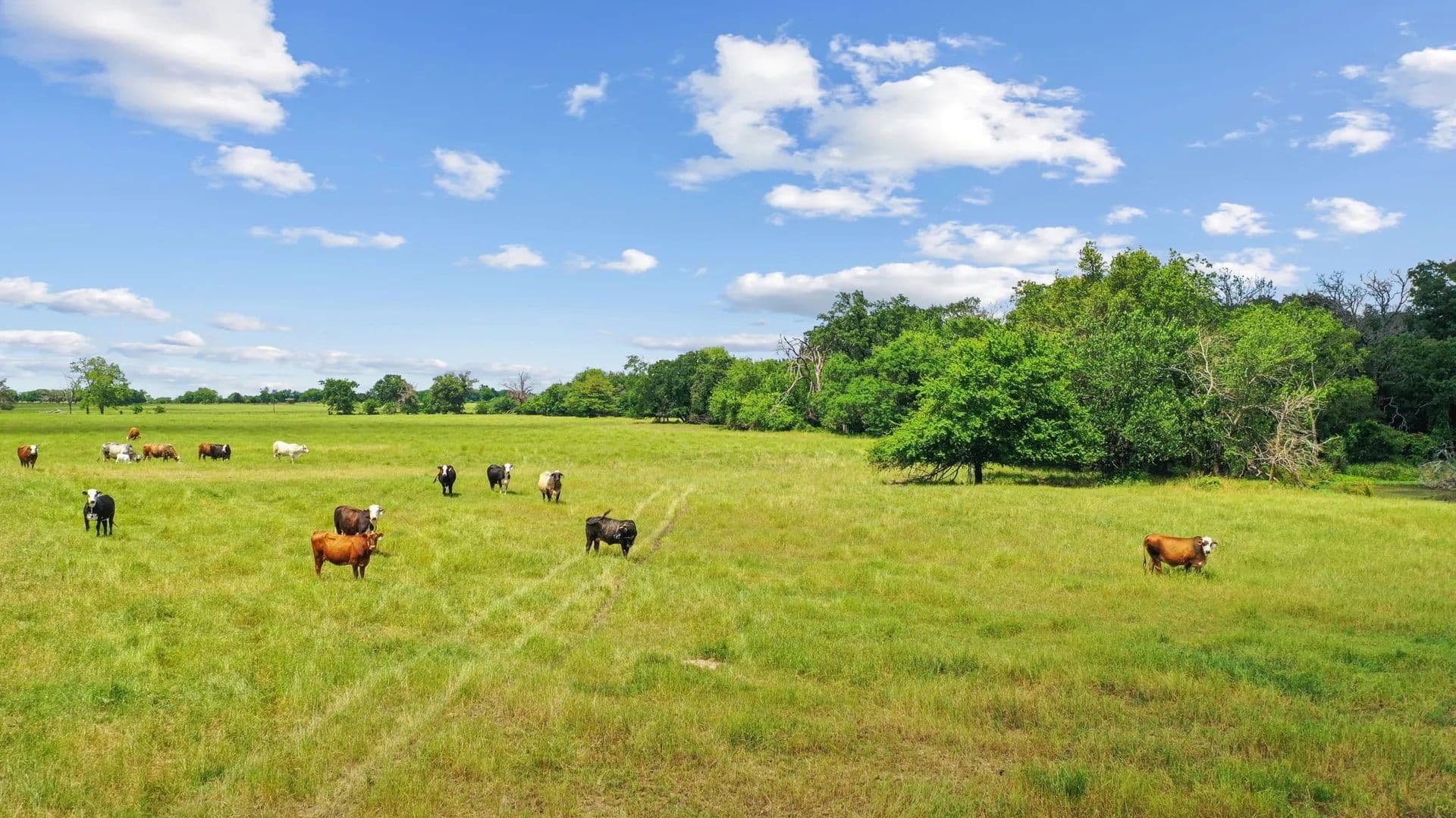 222.17 Acres of Land for Sale in Greenville, TX - Greenville, Texas, 75401