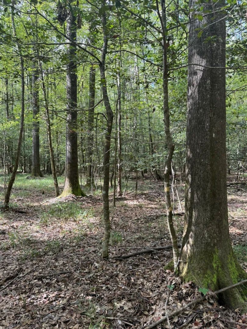 37.59 Acres in Attala County, MS