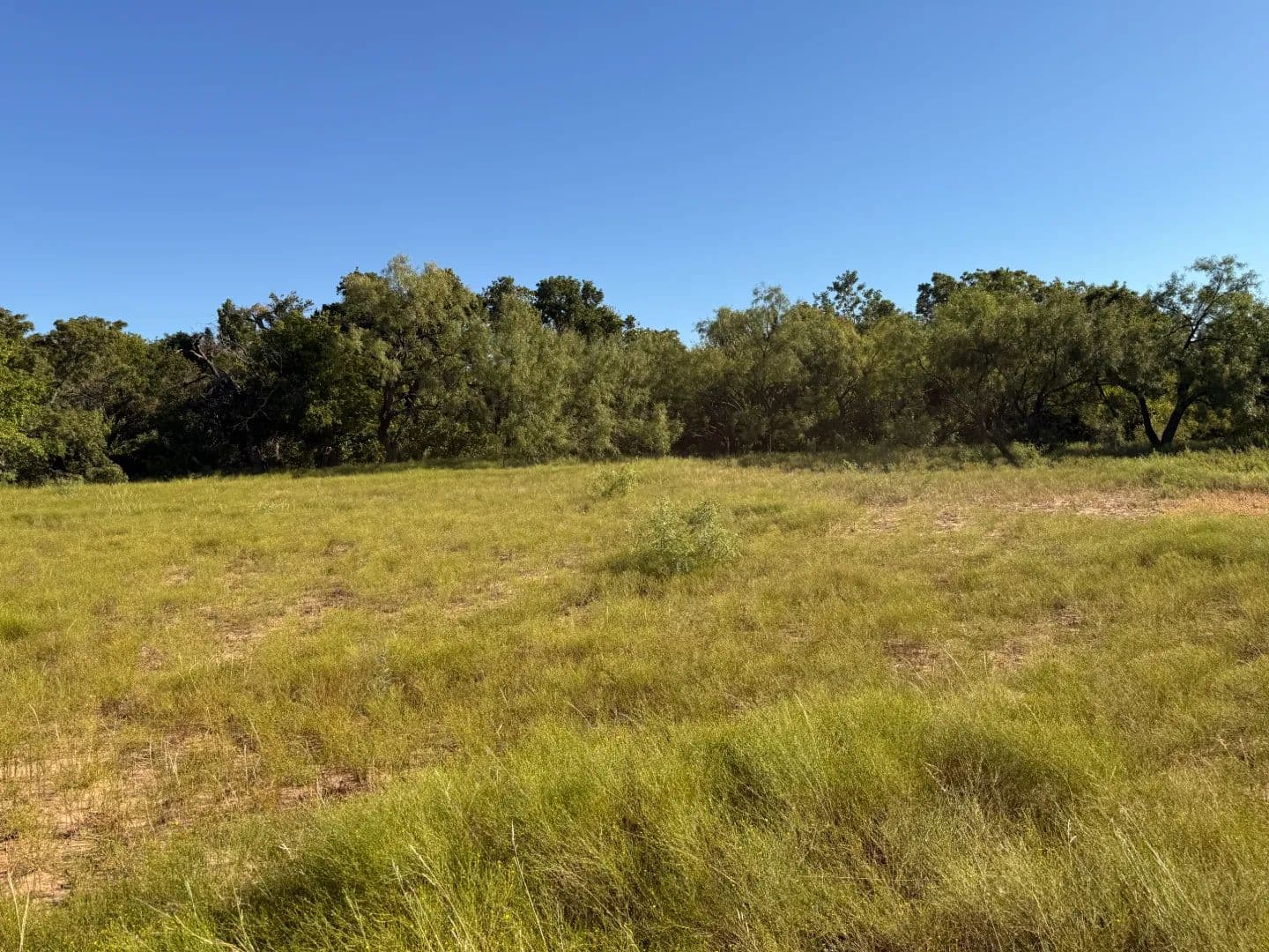 NEW LISTING!! 60 +/- Ac TBD S Hwy 153, Wingate - Wingate, Texas, 79566