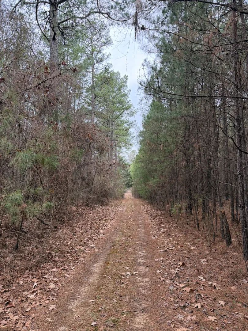 20 Acres in Kemper County, MS 