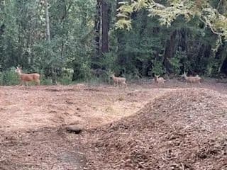 Vacant Land in Woodside