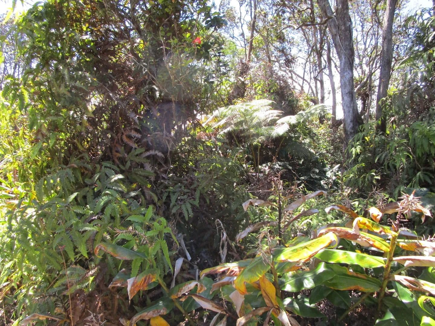 Lots & Land-Other in Volcano - Volcano, Hawaii, 96785