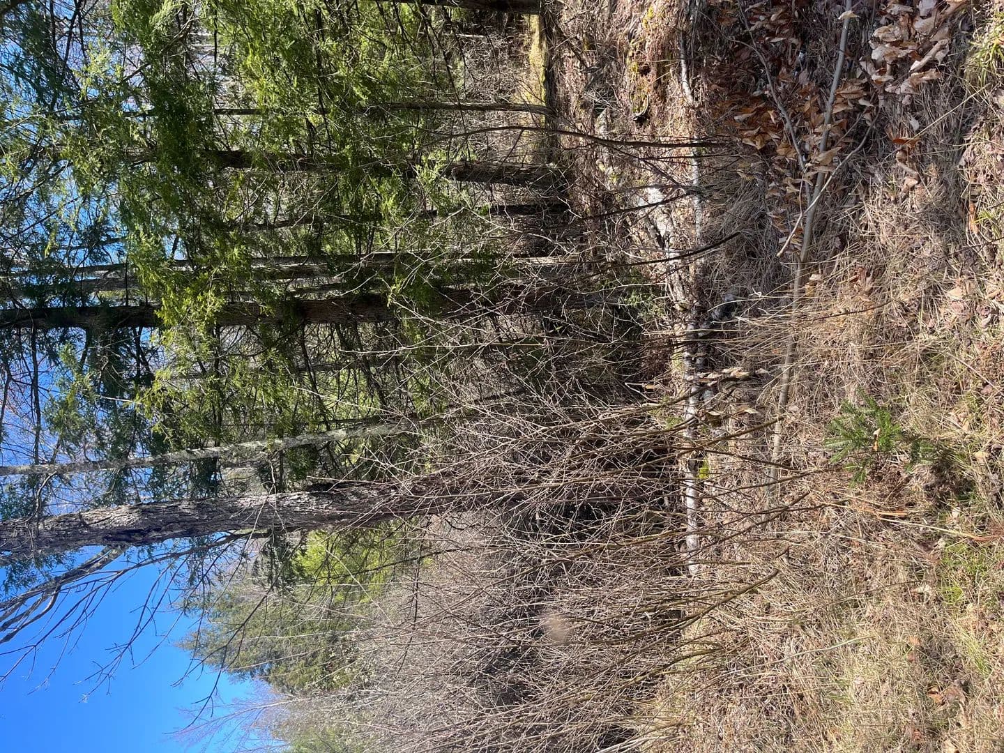 Lots & Land-Other in Lakewood - Lakewood, Wisconsin, 54138