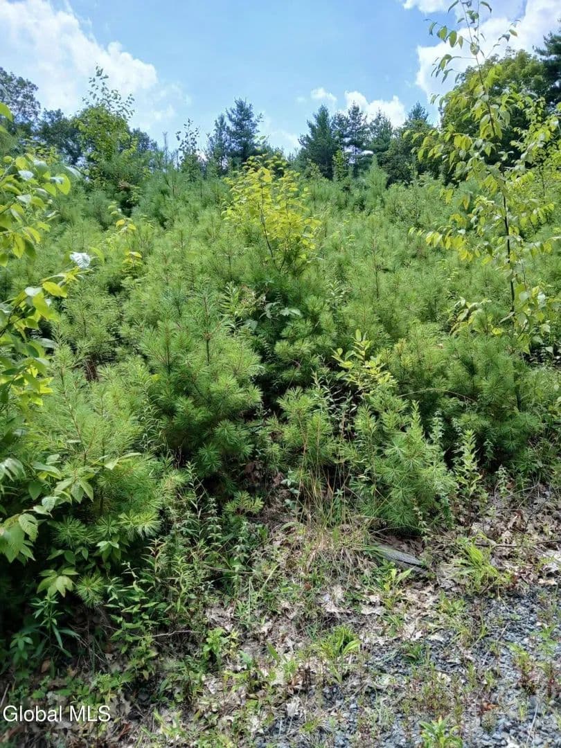Land -Single Family Acreage in  - 00000