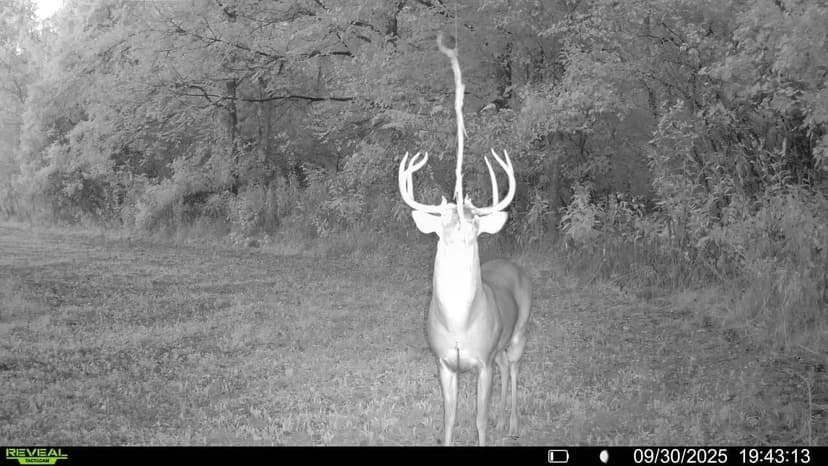 17.7 Acres of Hunting Ground Vermillion County IN