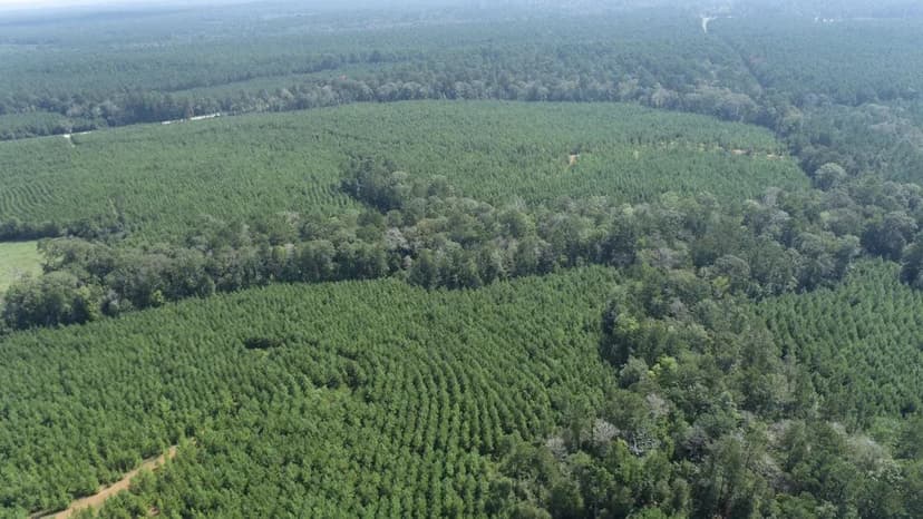 Clear Branch Tract 3