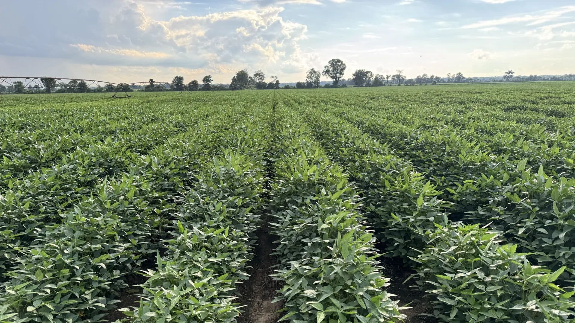 SE Missouri Farmland - Missouri,