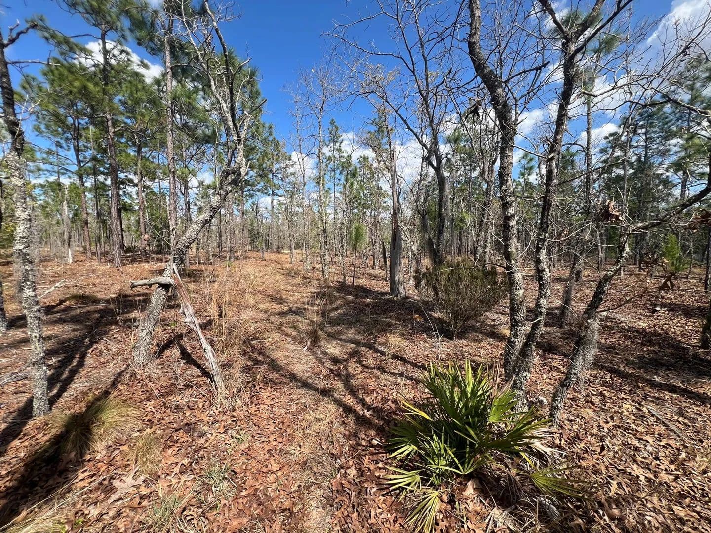 Vacant Land (0-10 Acres) in Hawthorne - Hawthorne, Florida, 32640