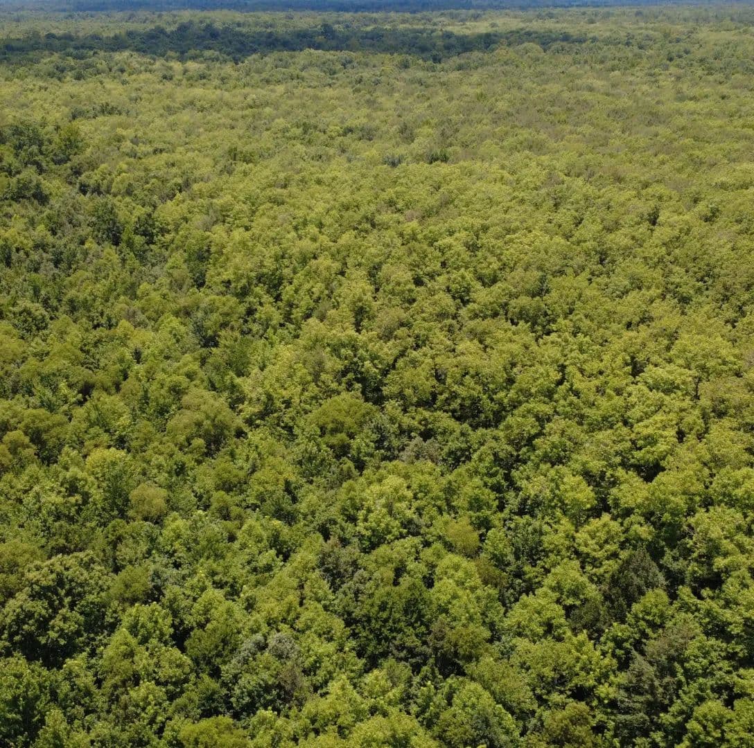 40 Acres in Kemper County in Preston, MS - Preston, Mississippi, 39354