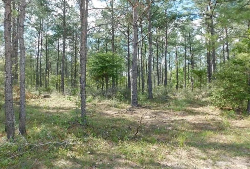Vacant Land in Huntington - Huntington, Texas, 75949