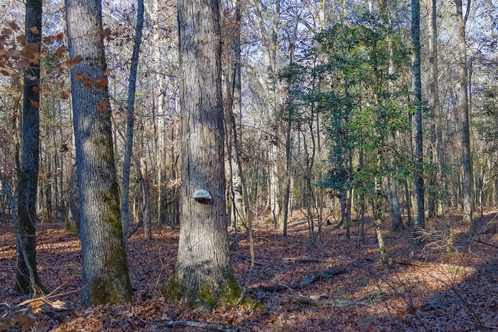 Hunting and Homeplace five minutes from Cochran - Cochran, Georgia, 31014