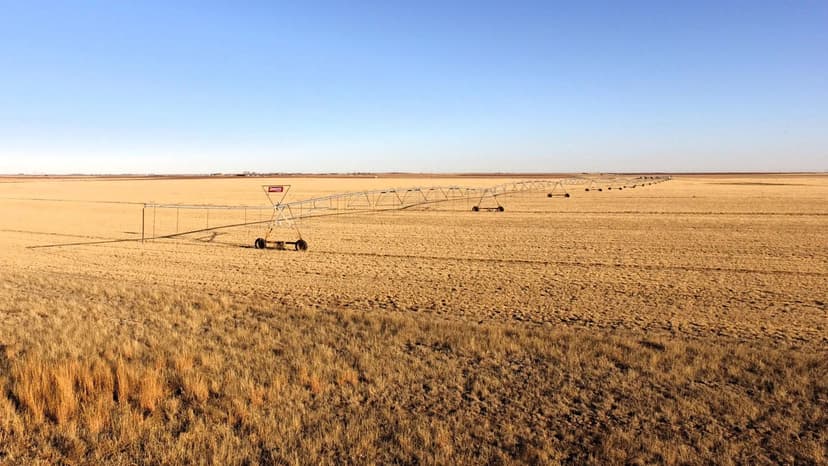 Lamb County Stock Farm