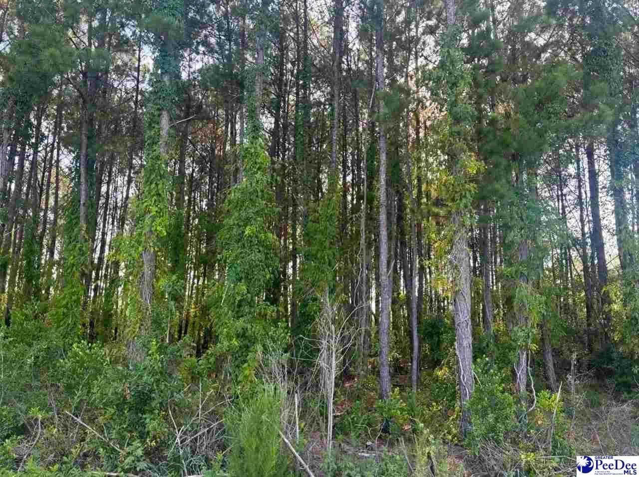 Lots & Land-Other in Hartsville - Hartsville, South Carolina, 29550
