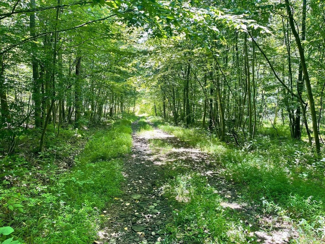 CLINTON COUNTY - 0 GEORGE’S LANE, WESTPORT - 52 ± ACRES - Westport, Pennsylvania, 17778