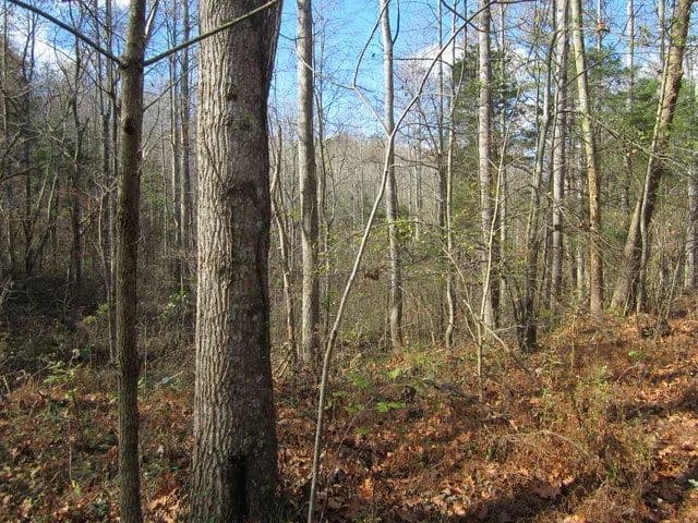 Land -Single Family Acreage in Cave City - Cave City, Kentucky, 42127