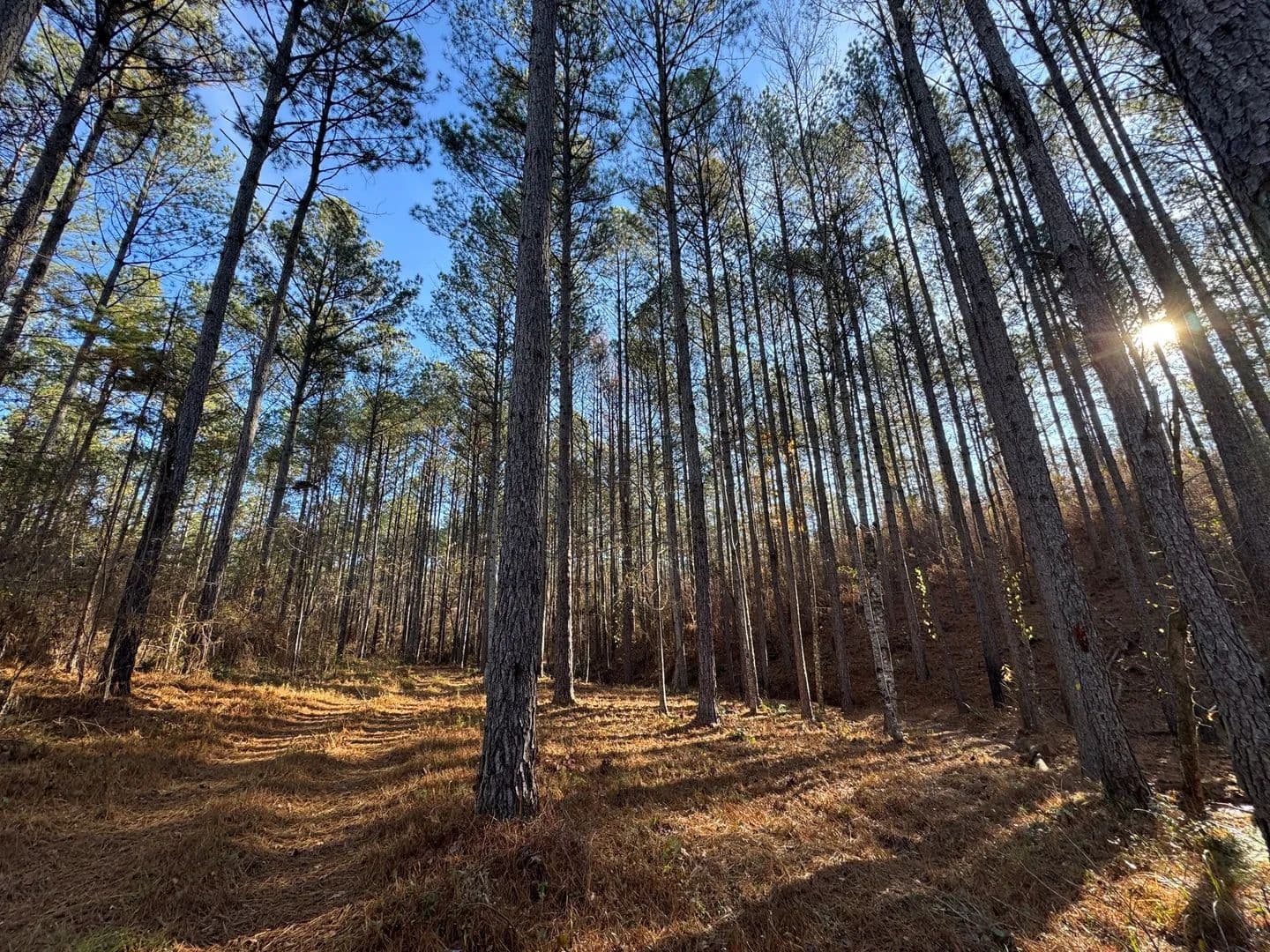 39 +/- Acres in Lee County, AL - Camp Hill, Alabama, 36850