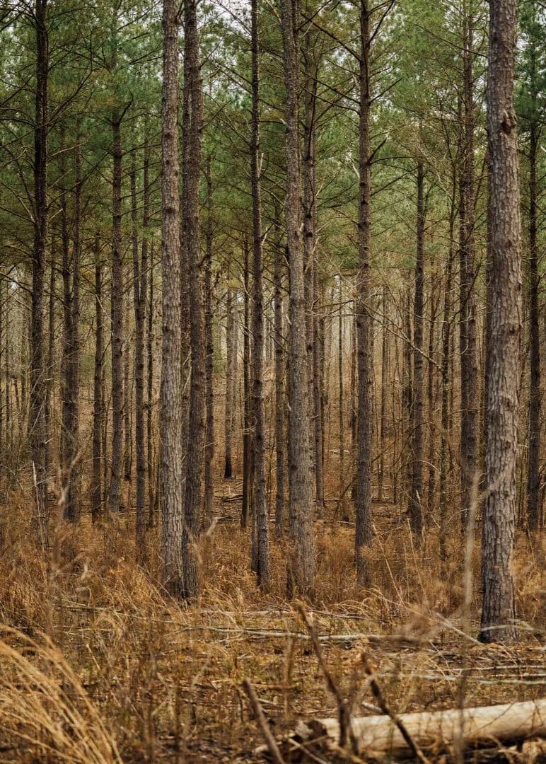 One Equity Share in Holmes & Carroll Counties, MS 