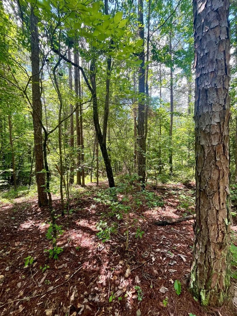 6+/- Acres in Randolph County, AL - Wedowee, Alabama, 36278