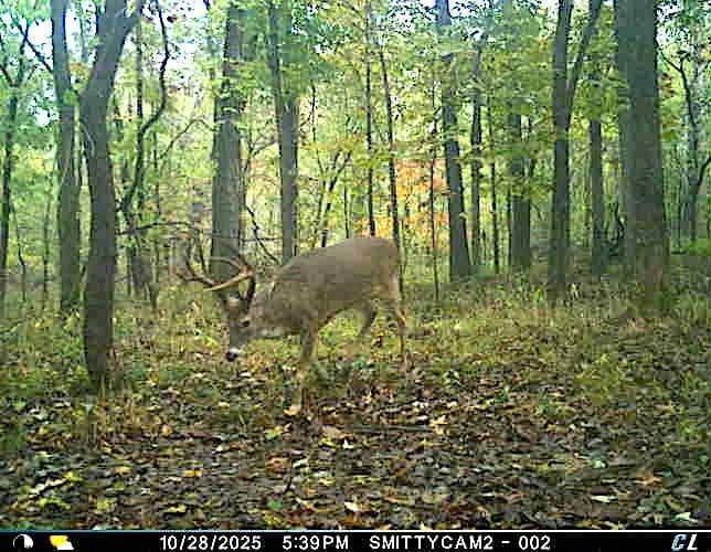 40± Acres in Trophy Deer Country with Potential Home Sites– Williamson County