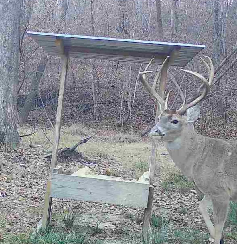 49 Acres in Winston County, MS 