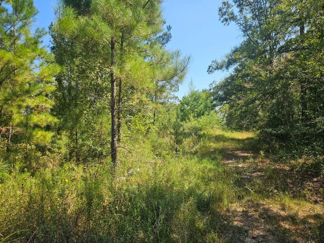 49 Acres Marion County - Columbia, Mississippi, 39429