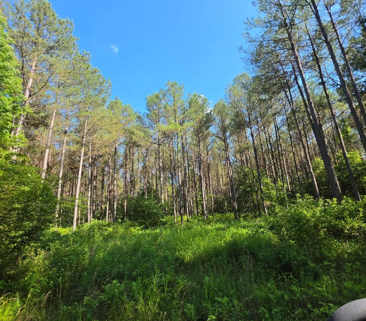 382.3 Acres in Choctaw and Winston County in McCool, MS - Mccool, Mississippi, 39108