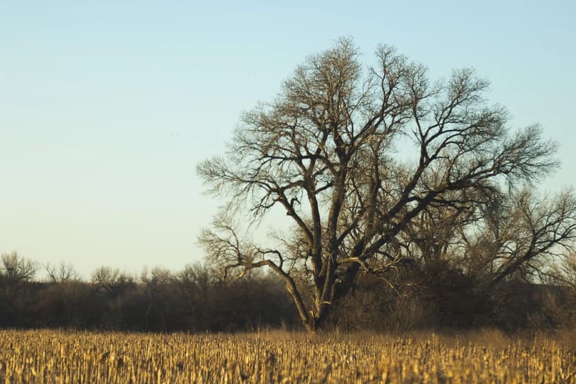 96 Acres in Lincoln County, KS 