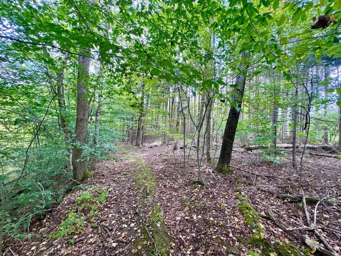 46 acres Recreational Land and Timberland with Public Land Access in Angelica NY East Road - Angelica, New York, 14709