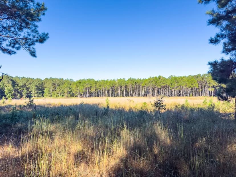 Poplar Root Farm - 245 Acres Burke County 