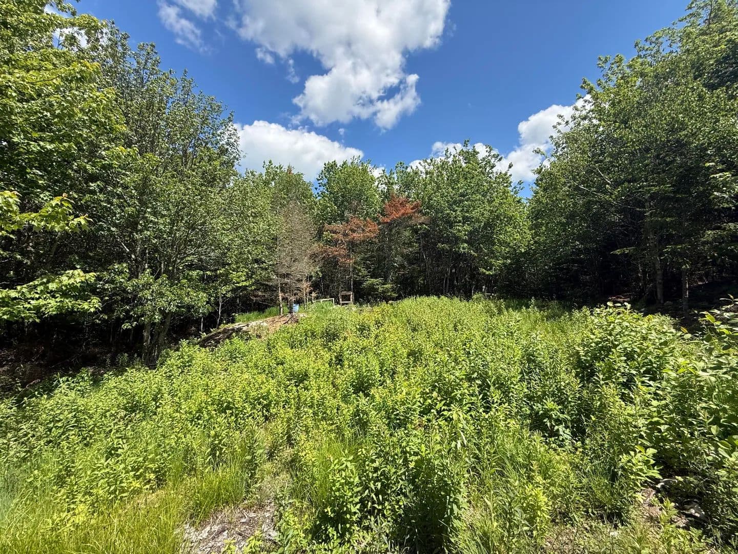 41 Acres of Land for Sale in Whiting, ME - Whiting, Maine, 04691