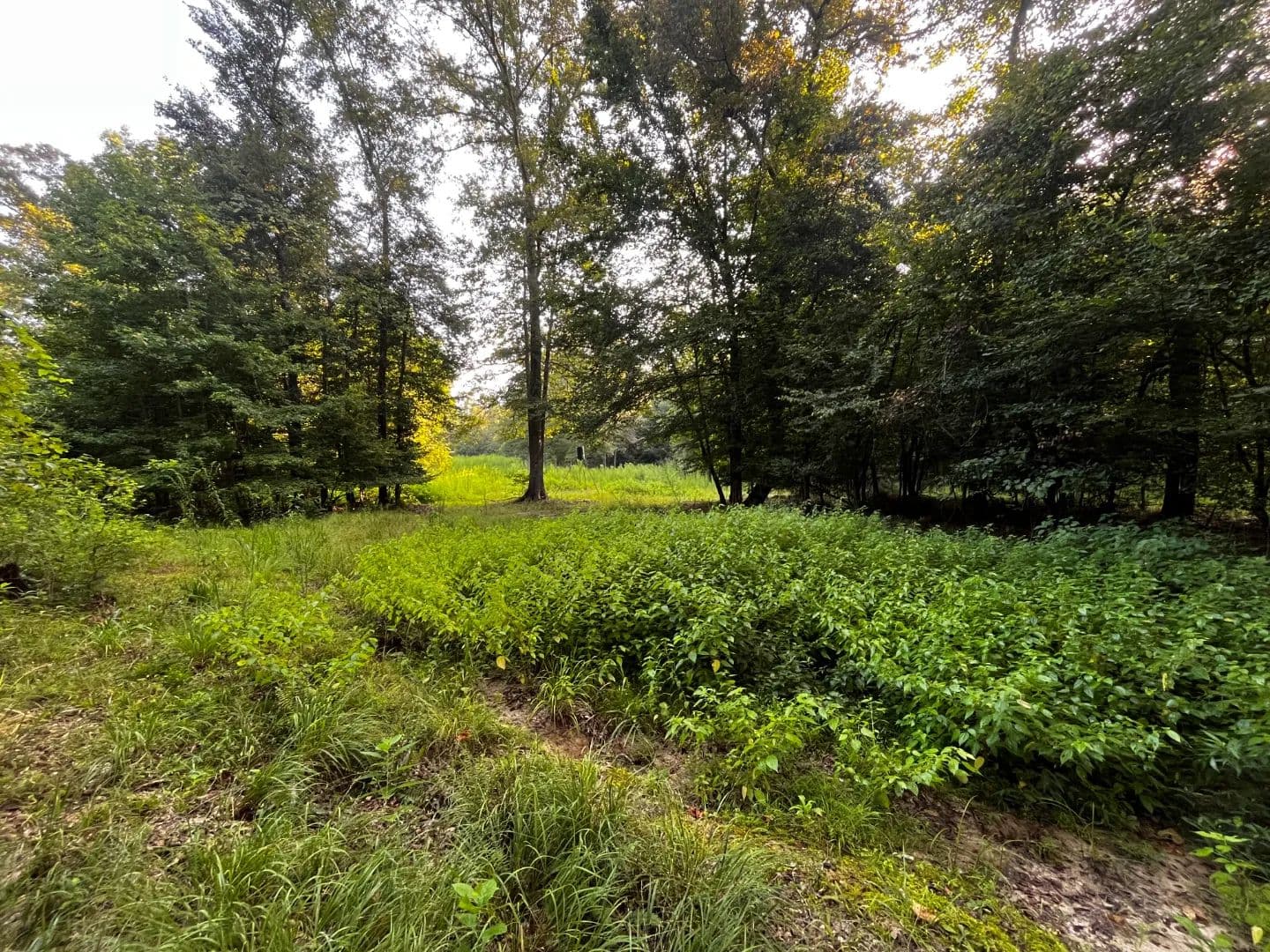 120 Acres in Claiborne Parish, LA  - Bernice, Louisiana, 71222