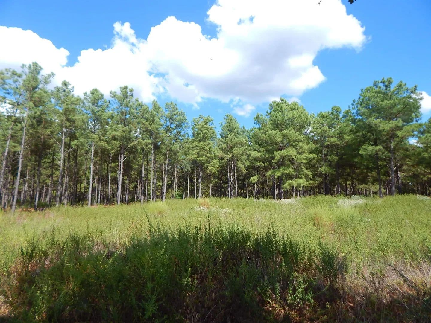 Vacant Land in Big Sandy - Big Sandy, Texas, 75755