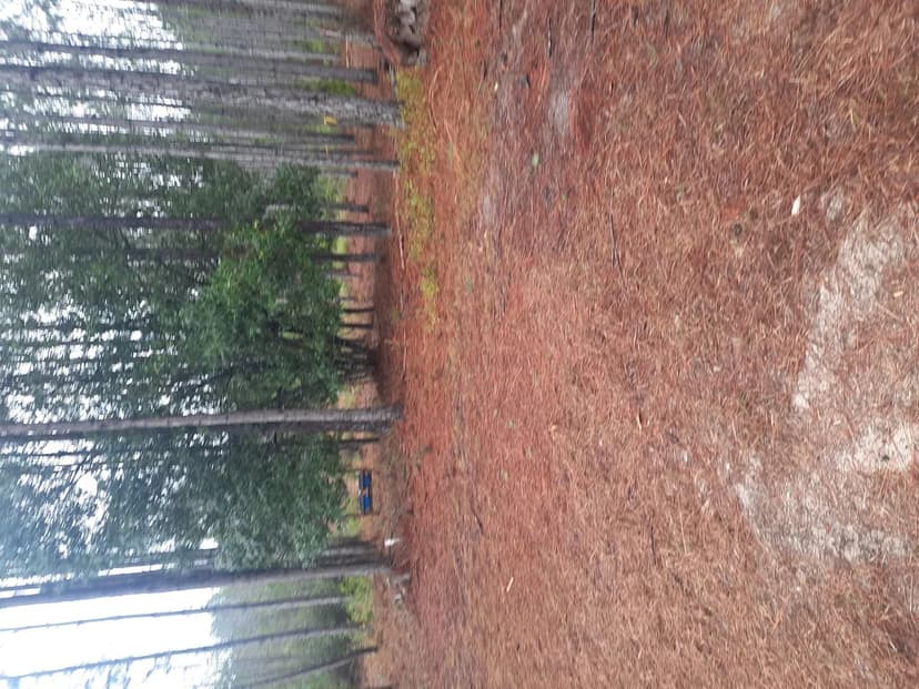 Land -Agricultural (Not Zoned) in Steinhatchee