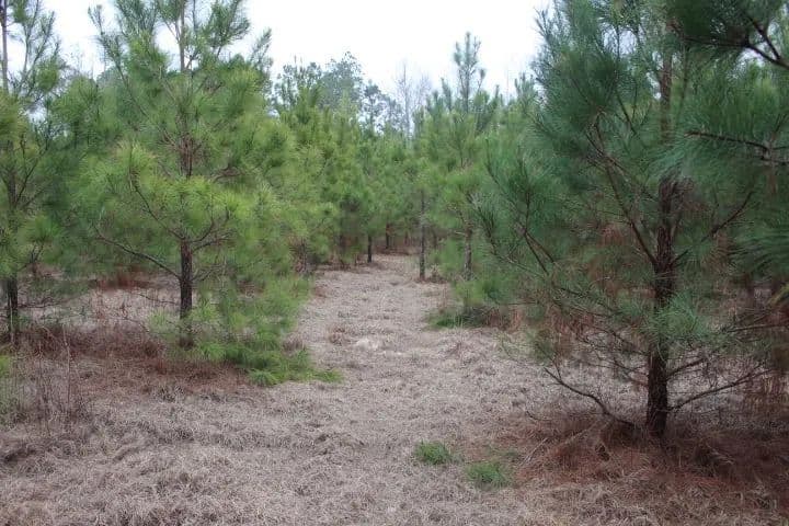 Quiet Country Homesite with Hunting