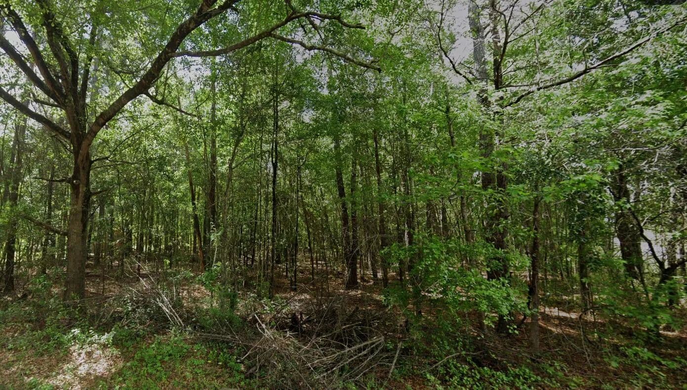 Vacant Land in Greeleyville - Greeleyville, South Carolina, 29056