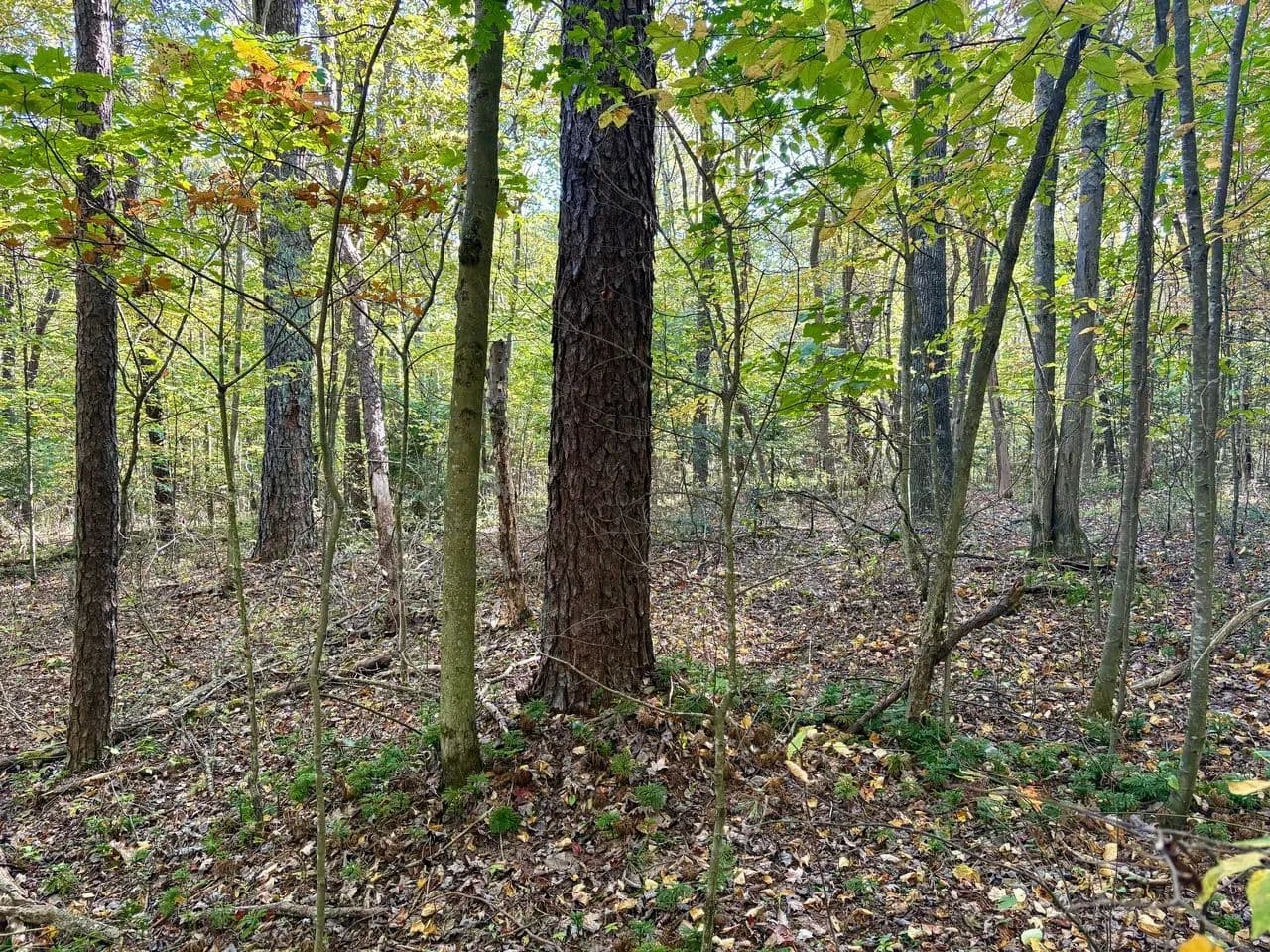 Dinner Bell Rd. (Parcel 3) 10+/- Acres - Farmington, Pennsylvania, 15437