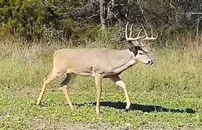 90± Acres of Prime Hunting Land with Potential Build Sites – Saline County - Stone Fort, Illinois, 62987