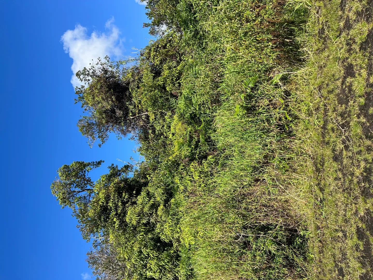 Vacant Land in Mountain View - Mountain View, Hawaii, 96771
