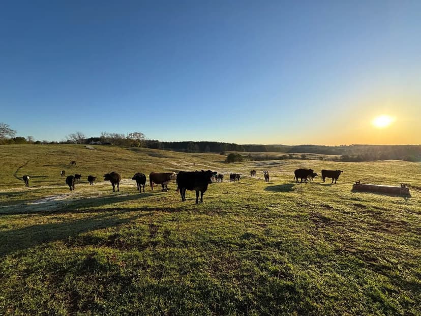 89+/- Acres with Pasture, Pond, Stream, and Home, in Chambers County