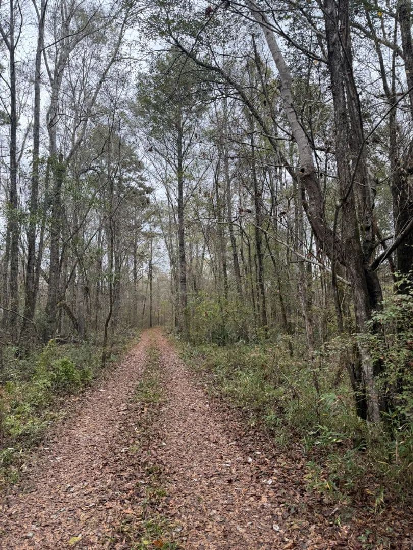 102.72 Acres in Clarke County, MS