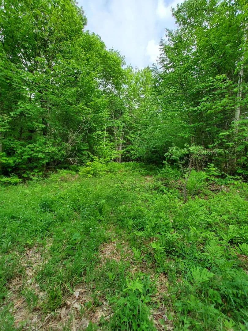 69.11 Acres of Land for Sale in Andover, Maine - Andover, Maine, 04216