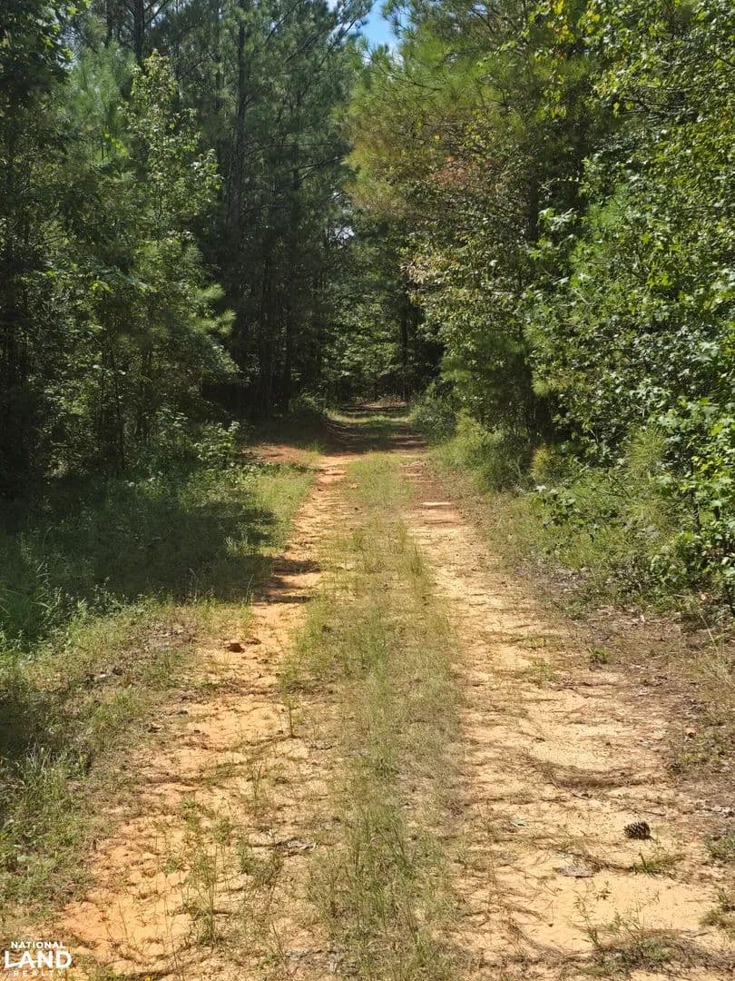 Bankston Timber & Hunting Tract - Bankston, Alabama, 35542
